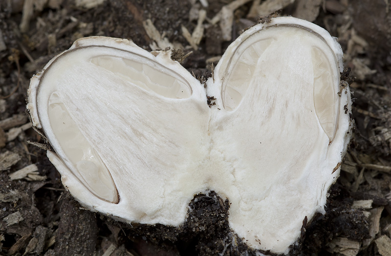 Volvariella gloiocephala